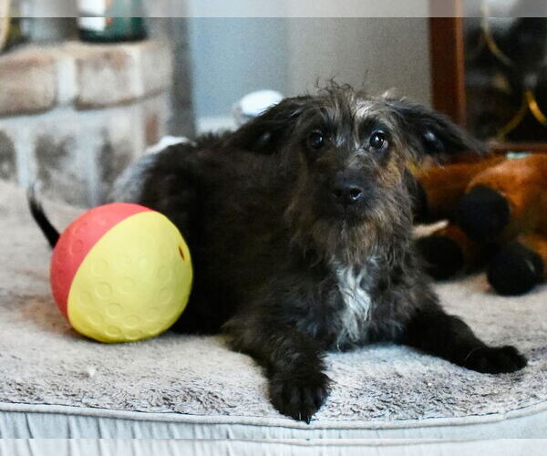 Medium Photo #1 Poodle (Miniature)-Unknown Mix Puppy For Sale in Mechanicsburg, PA, USA