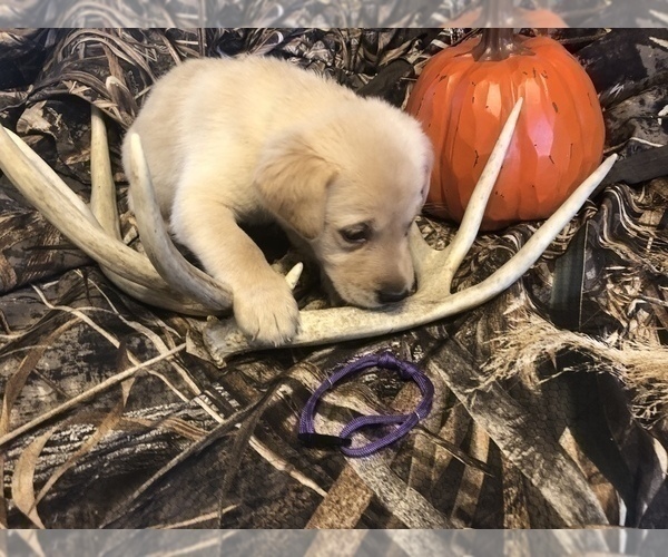 Medium Photo #3 Labrador Retriever Puppy For Sale in DE MOSSVILLE, KY, USA