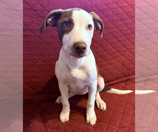 Medium Photo #5 Labrador Retriever-Unknown Mix Puppy For Sale in Des Moines, IA, USA