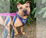Small #1 American Pit Bull Terrier
