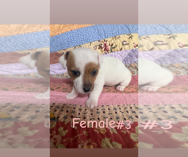 Medium Photo #8 Jack Russell Terrier Puppy For Sale in WEST LIBERTY, KY, USA