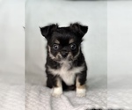 Small Photo #10 Chihuahua Puppy For Sale in BEAUMONT, TX, USA
