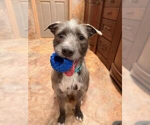 Mutt Dogs for adoption in Columbus, IN, USA