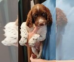 Small Brittany