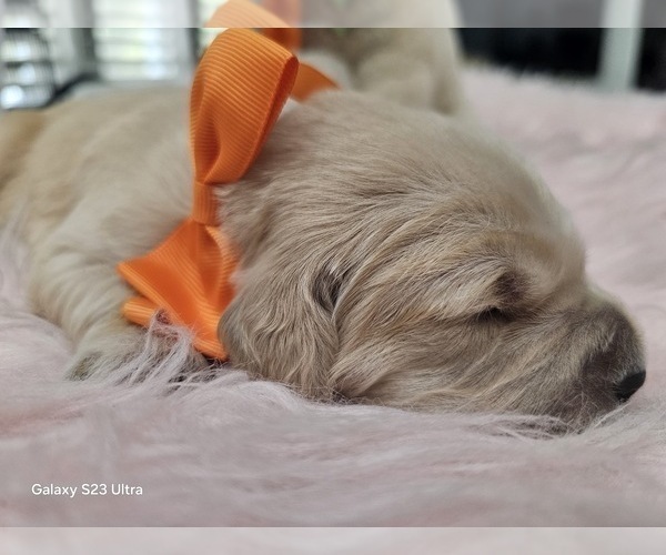 Medium Photo #17 Golden Retriever Puppy For Sale in ORLANDO, FL, USA