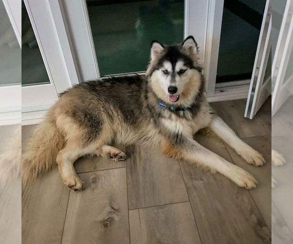 Medium Photo #9 Siberian Husky-Unknown Mix Puppy For Sale in Newport Beach, CA, USA