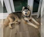 Small #8 Siberian Husky Mix