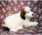 Small Photo #10 Saint Berdoodle Puppy For Sale in WAKARUSA, IN, USA