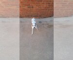 Small Photo #3 Chihuahua-Unknown Mix Puppy For Sale in Atlanta, GA, USA