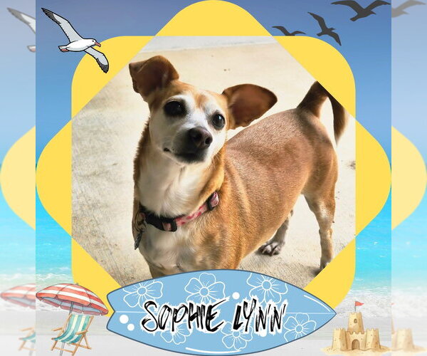 Medium Photo #10 Chiweenie Puppy For Sale in San Antonio, TX, USA