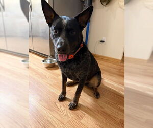 Mutt Dogs for adoption in Williamsburg, IA, USA