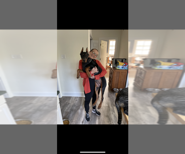 Medium Photo #9 Doberman Pinscher Puppy For Sale in LIVINGSTON, LA, USA