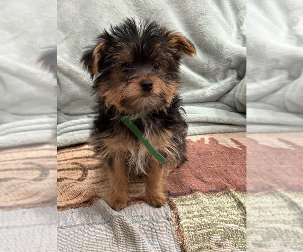 Medium Photo #9 Yorkshire Terrier Puppy For Sale in LEWISBURG, KY, USA