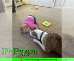 Small #4 American Staffordshire Terrier Mix
