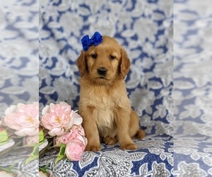 Golden Retriever Puppy for sale in OXFORD, PA, USA