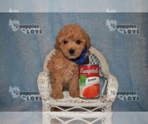 Poodle (Toy) Puppy for sale in SANGER, TX, USA