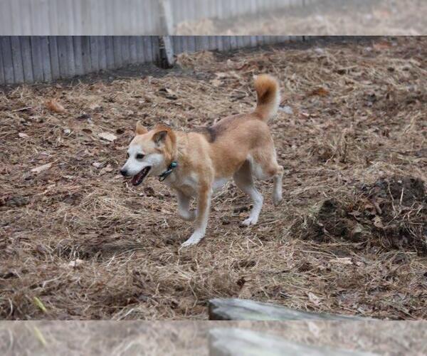 Medium Photo #7 Mutt Puppy For Sale in Sebec, ME, USA