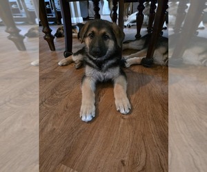 German Shepherd Dog Puppy for sale in LAKE CITY, FL, USA