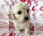 Puppy Puppy 4 Cavapoo (Miniature)