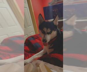 Siberian Husky-Unknown Mix Dogs for adoption in San Antonio, TX, USA