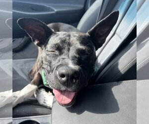 Persephone - Female Mutt Dog for Adoption - Photo #26