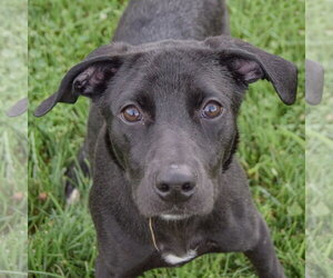 Border Collie-Unknown Mix Dogs for adoption in Huntley, IL, USA
