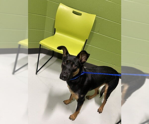 Medium Photo #1 German Shepherd Dog-Unknown Mix Puppy For Sale in Temple, TX, USA