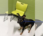 Small German Shepherd Dog Mix