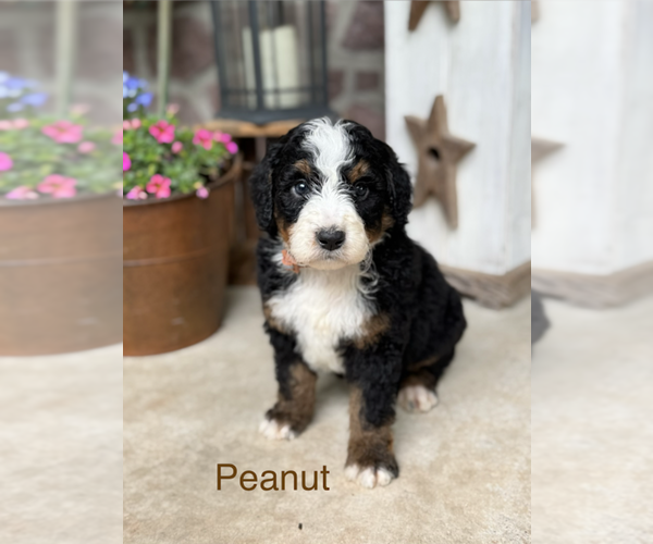 Medium Photo #8 Bernedoodle (Miniature) Puppy For Sale in DENVER, PA, USA