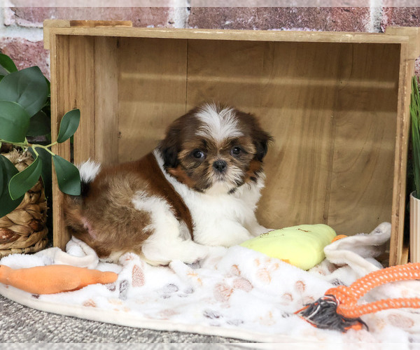 Medium Photo #2 Shih Tzu Puppy For Sale in SYRACUSE, IN, USA