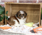 Small #1 Shih Tzu