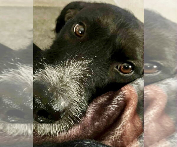 Medium Photo #2 German Wirehaired Pointer-Unknown Mix Puppy For Sale in Cave Creek, AZ, USA