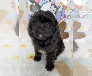 Cavapoo (Miniature) Puppy for sale in GILBERTSVILLE, PA, USA