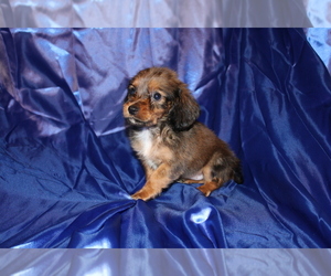 Dachshund Puppy for sale in BLOOMINGTON, IN, USA