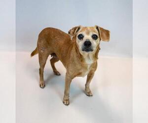 Marlene - Female Beagle-Unknown Mix Dog for Adoption - Photo #6