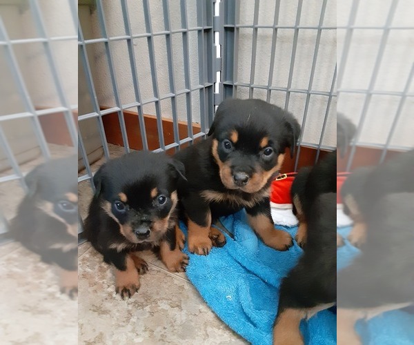 Medium Photo #1 Rottweiler Puppy For Sale in VANCOUVER, WA, USA