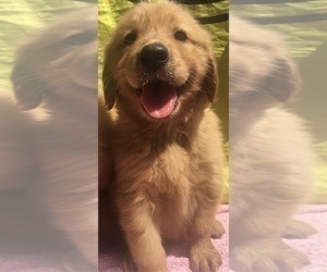 Medium Golden Retriever