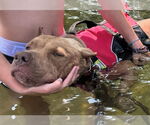 Small #3 American Pit Bull Terrier Mix