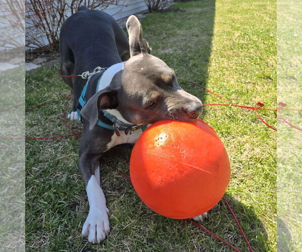 Medium Photo #13 American Pit Bull Terrier Puppy For Sale in Fargo, ND, USA
