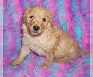 Labradoodle Puppy for sale in LA HABRA, CA, USA