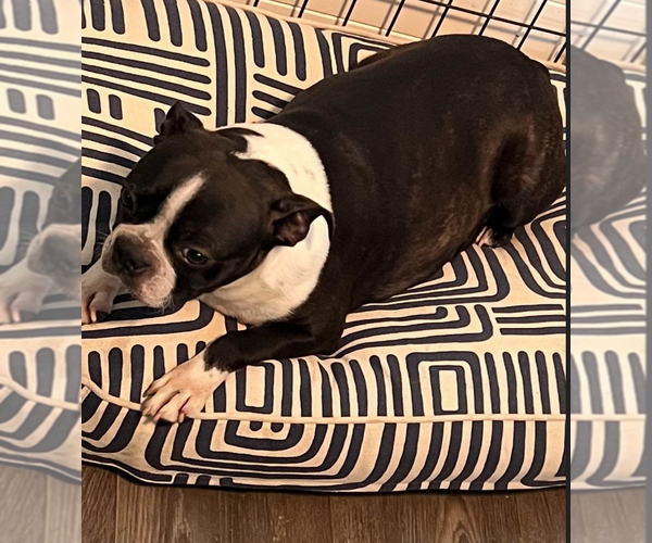 Medium Photo #1 Boston Terrier Puppy For Sale in EATONVILLE, WA, USA