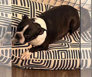 Mother of the Boston Terrier puppies born on 07/22/2025