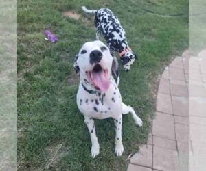 Dalmatian Dog for Adoption in FRANKLIN, Tennessee USA