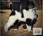 Small Photo #2 Poodle (Standard) Puppy For Sale in MARIONVILLE, MO, USA