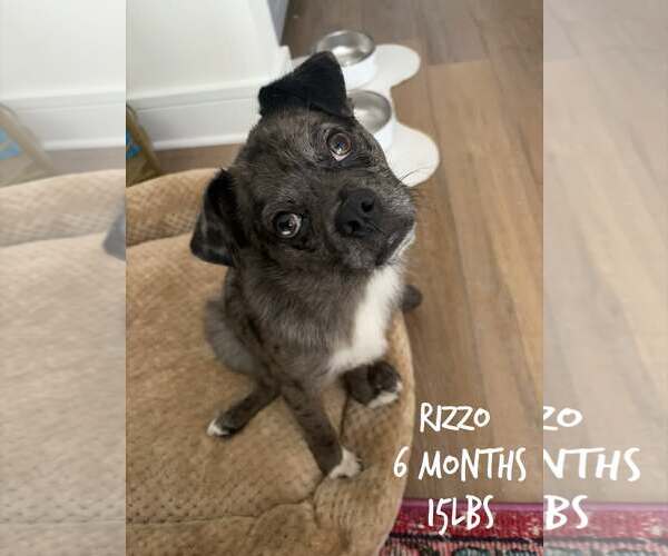 Medium Photo #1 Mutt Puppy For Sale in Woodbury, NY, USA