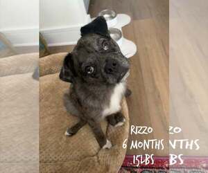 RIZZO - Male Mutt Dog for Adoption