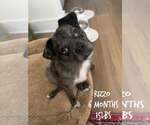 RIZZO - Male Mutt Dog for Adoption - Small photo