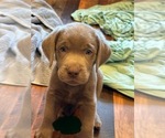 Puppy Dark Green Labrador Retriever