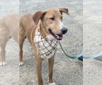 Small #4 Labrador Retriever-Rhodesian Ridgeback Mix