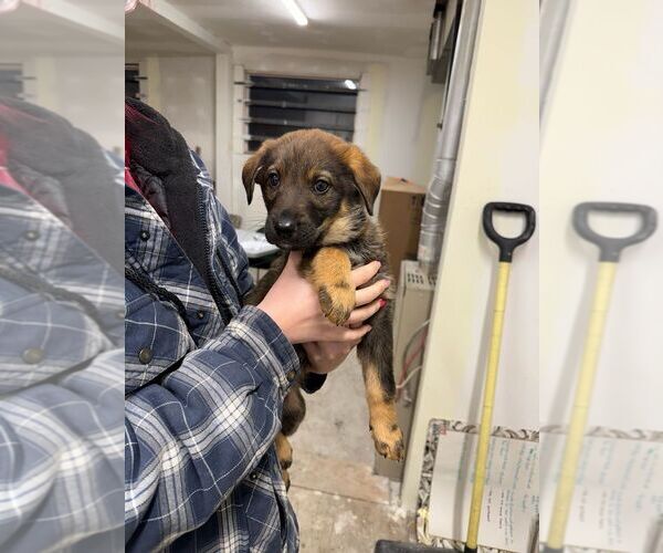 Medium Photo #2 Mutt Puppy For Sale in Calgary, Alberta, Canada